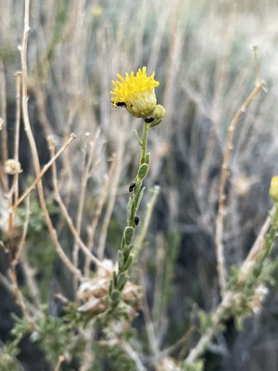 Acamptopappus sphaerocephalus, photographed by Matt Berger