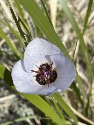 Calochortus excavatus, photographed by Matt Berger
