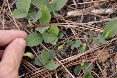 Euphorbia ipecacuanhae, photographed by Eric Knight