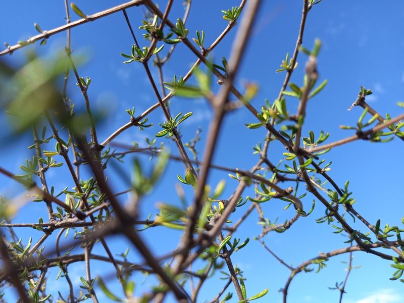 Olearia bullata, photographed by Carey_Knox_Southern_Scales