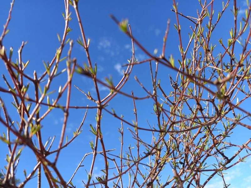 Coprosma intertexta, photographed by Carey_Knox_Southern_Scales