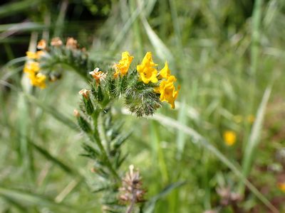 Amsinckia menziesii, photographed by Cricket Raspet