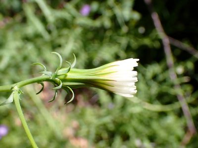 Rafinesquia californica, photographed by Cricket Raspet