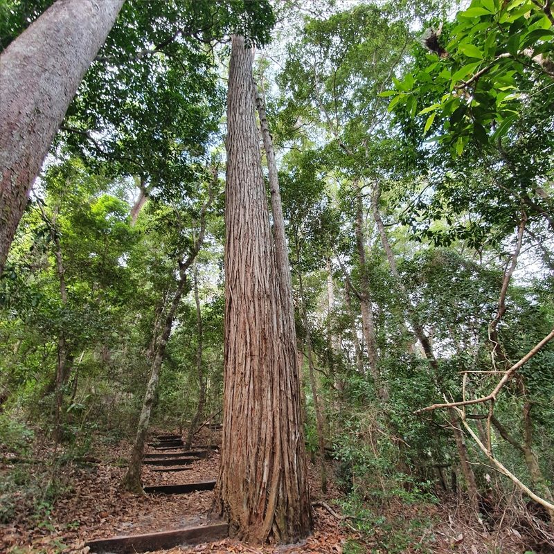 Syncarpia hillii, photographed by ronavery