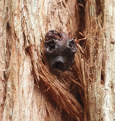 Syncarpia hillii, photographed by ronavery