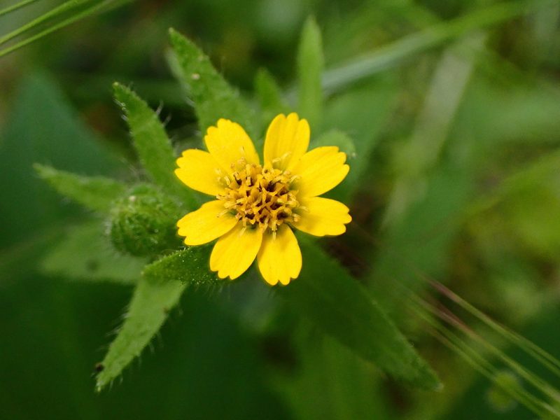 Layia hieracioides, photographed by Cricket Raspet