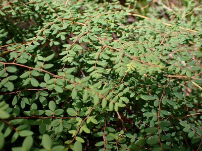 Pellaea andromedifolia, photographed by Cricket Raspet