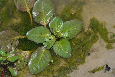 Ludwigia peploides, photographed by Michelle W. （鍾偉瑋）