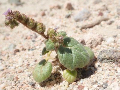 Phacelia pachyphylla, photographed by Scott Yarger