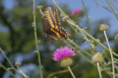 Cirsium texanum, photographed by Michelle W. （鍾偉瑋）