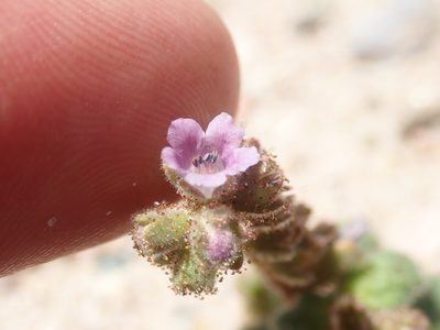 Phacelia pachyphylla, photographed by Scott Yarger