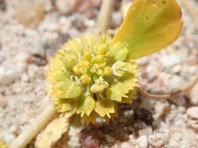 Lepidium flavum, photographed by Scott Yarger