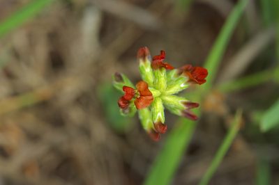 Pediomelum rhombifolium, photographed by Michelle W. （鍾偉瑋）