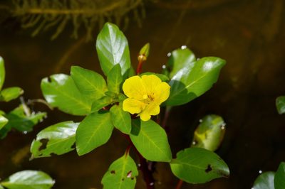 Ludwigia peploides, photographed by Michelle W. （鍾偉瑋）