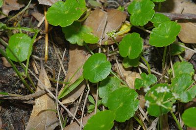 Hydrocotyle umbellata, photographed by Michelle W. （鍾偉瑋）