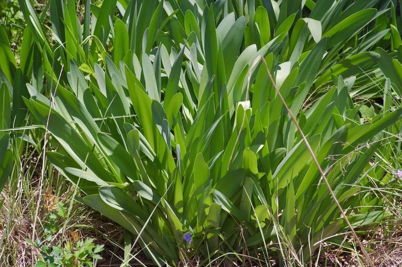 Hymenocallis occidentalis, photographed by Michelle W. （鍾偉瑋）