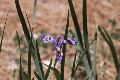 Iris missouriensis, photographed by Juan Cruzado Cortés
