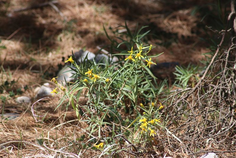 Barkleyanthus salicifolius, photographed by Juan Cruzado Cortés