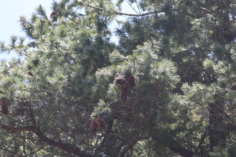 Pinus stylesii, photographed by Juan Cruzado Cortés