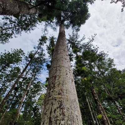 Agathis robusta