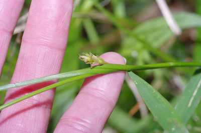 Carex cherokeensis, photographed by Michelle W. （鍾偉瑋）