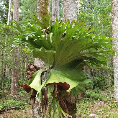 Platycerium superbum, photographed by ronavery