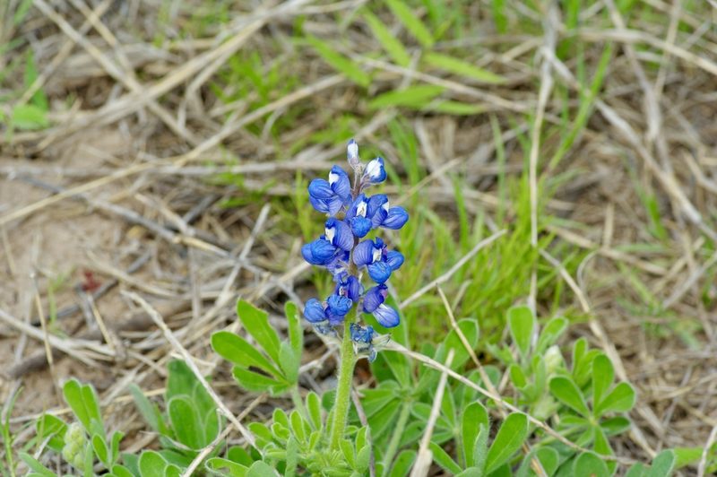 Lupinus subcarnosus, photographed by Michelle W. （鍾偉瑋）
