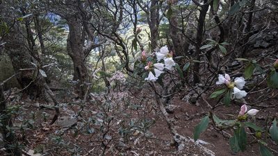 Rhododendron pseudochrysanthum, photographed by Cheng-Te Hsu
