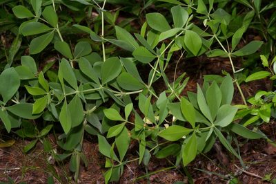 Baptisia leucophaea, photographed by Michelle W. （鍾偉瑋）