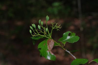 Viburnum rufidulum, photographed by Michelle W. （鍾偉瑋）