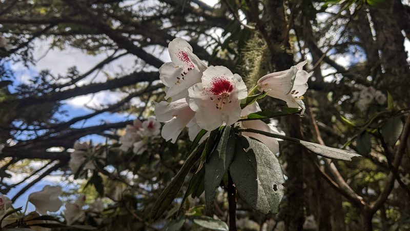 Rhododendron pseudochrysanthum, photographed by Cheng-Te Hsu