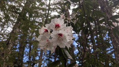 Rhododendron pseudochrysanthum, photographed by Cheng-Te Hsu