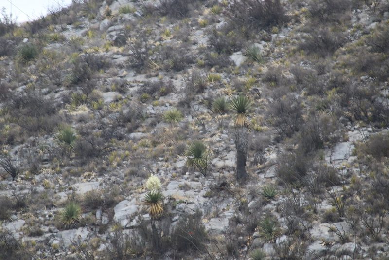 Yucca carnerosana, photographed by Juan Cruzado Cortés