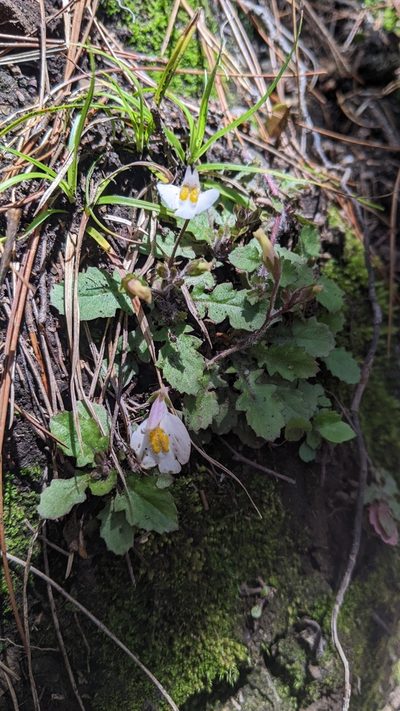 Mazus alpinus, photographed by Cheng-Te Hsu
