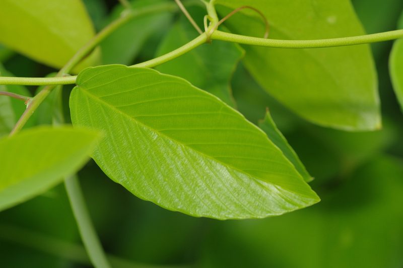 Berchemia scandens, photographed by Michelle W. （鍾偉瑋）