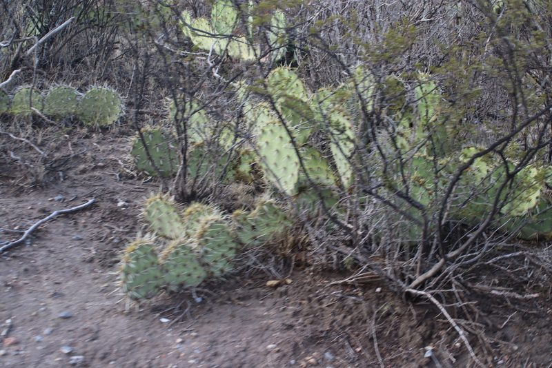 Opuntia rastrera, photographed by Juan Cruzado Cortés