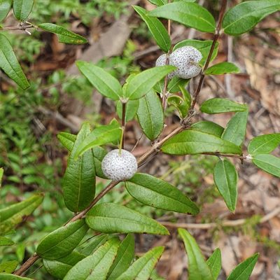 Austromyrtus dulcis, photographed by ronavery