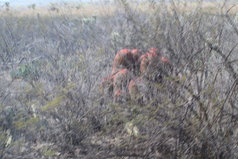 Ferocactus piliferus, photographed by Juan Cruzado Cortés