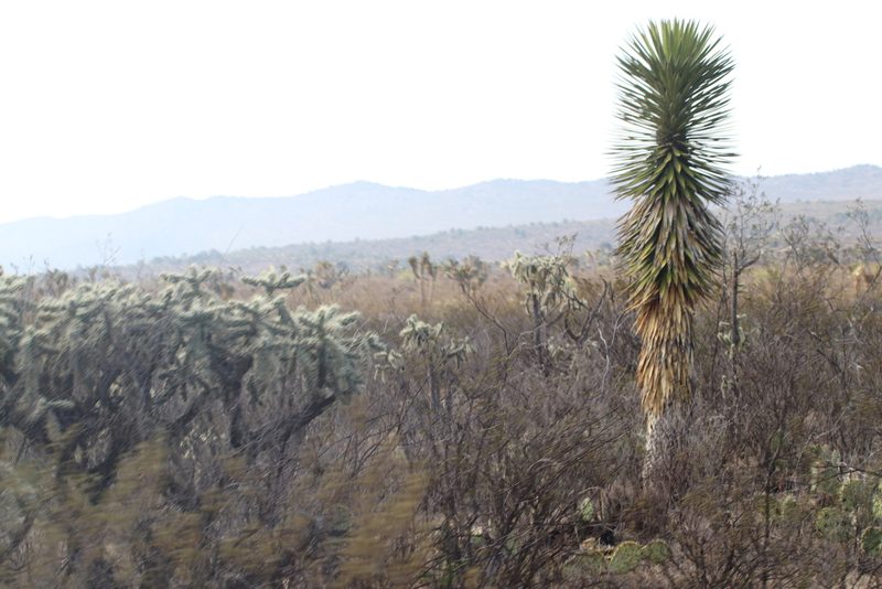 Yucca filifera, photographed by Juan Cruzado Cortés