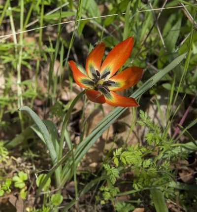 Tulipa orphanidea, photographed by katunchik