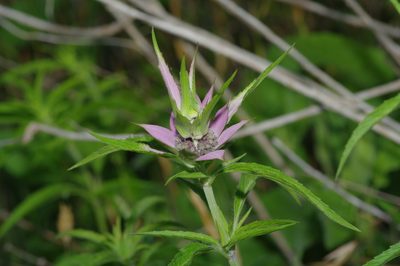 Monarda punctata, photographed by Michelle W. （鍾偉瑋）