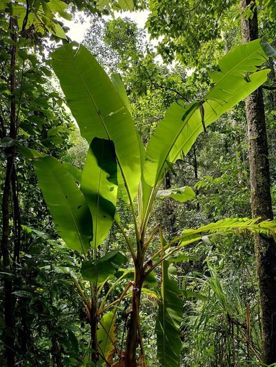 Musa banksii, photographed by Callum