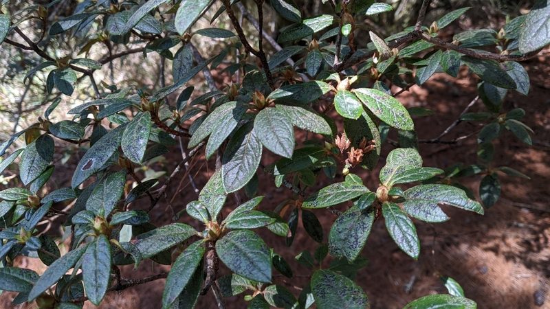Rhododendron rubropilosum, photographed by Cheng-Te Hsu