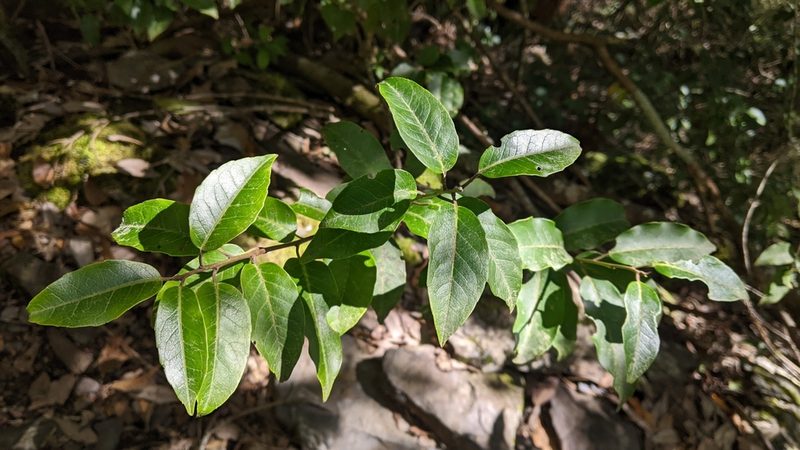 Ilex pedunculosa, photographed by Cheng-Te Hsu