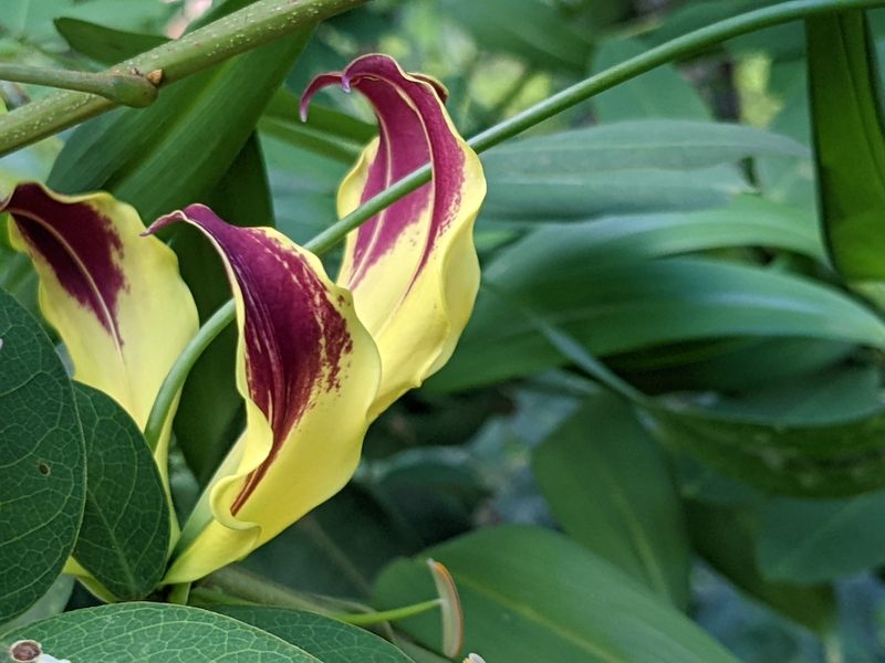 Gloriosa superba, photographed by Pieter Huybrechts