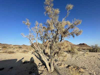 Psorodendron spinosum, photographed by Bobby McCabe