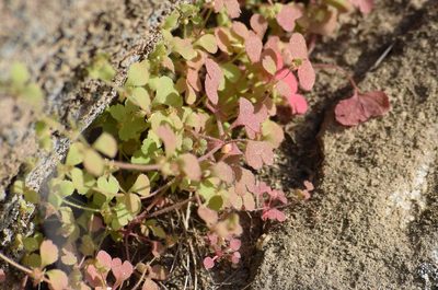 Pterostegia drymarioides, photographed by velodrome
