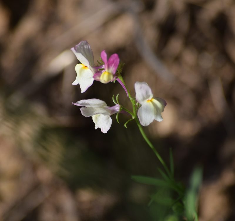 Linaria maroccana, photographed by velodrome