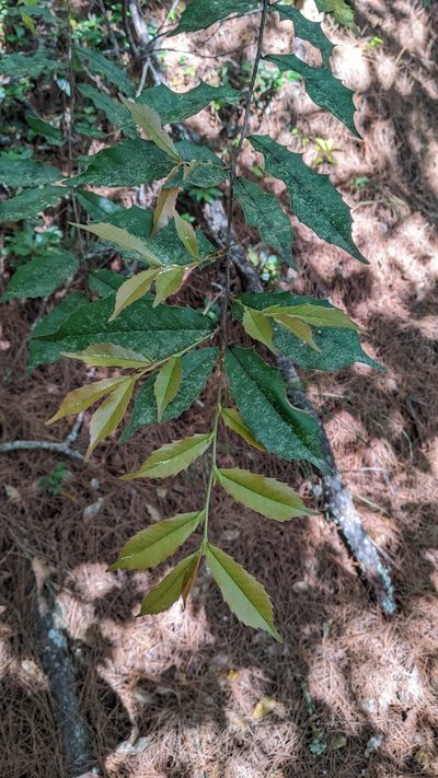 Prunus spinulosa, photographed by Cheng-Te Hsu