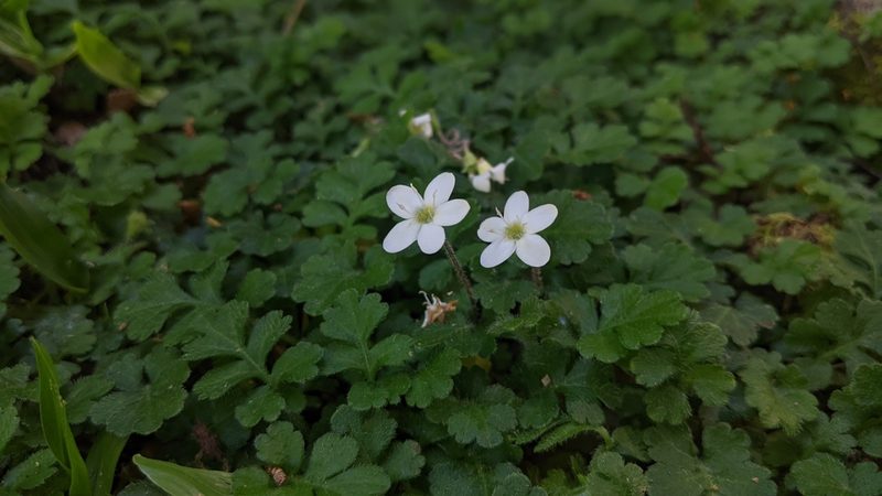 Ellisiophyllum pinnatum, photographed by Cheng-Te Hsu
